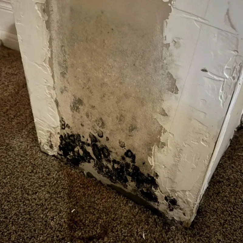 Professional Mold Removal in Ceres, CA